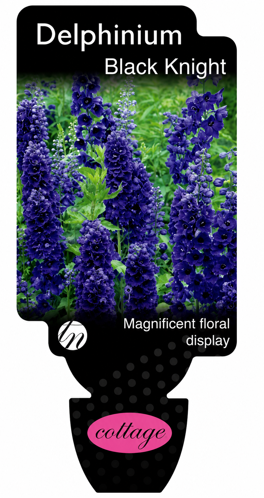 Delphinium Black Knight
