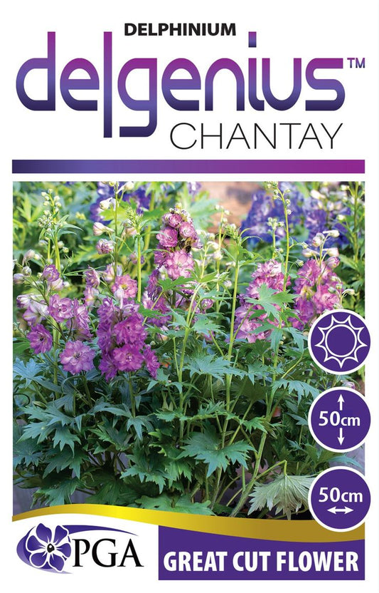 Delphinium DELGENIUS™ ‘Chantay’