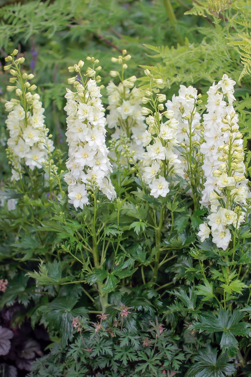 Delphinium DELGENIUS™ ‘Neva’