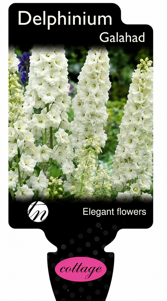 Delphinium Galahad White