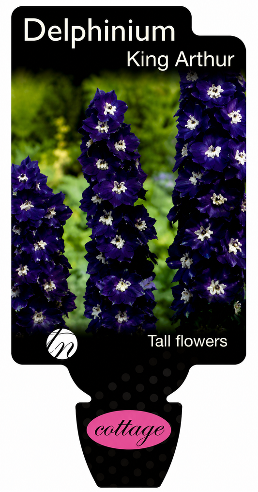 Delphinium King Arthur