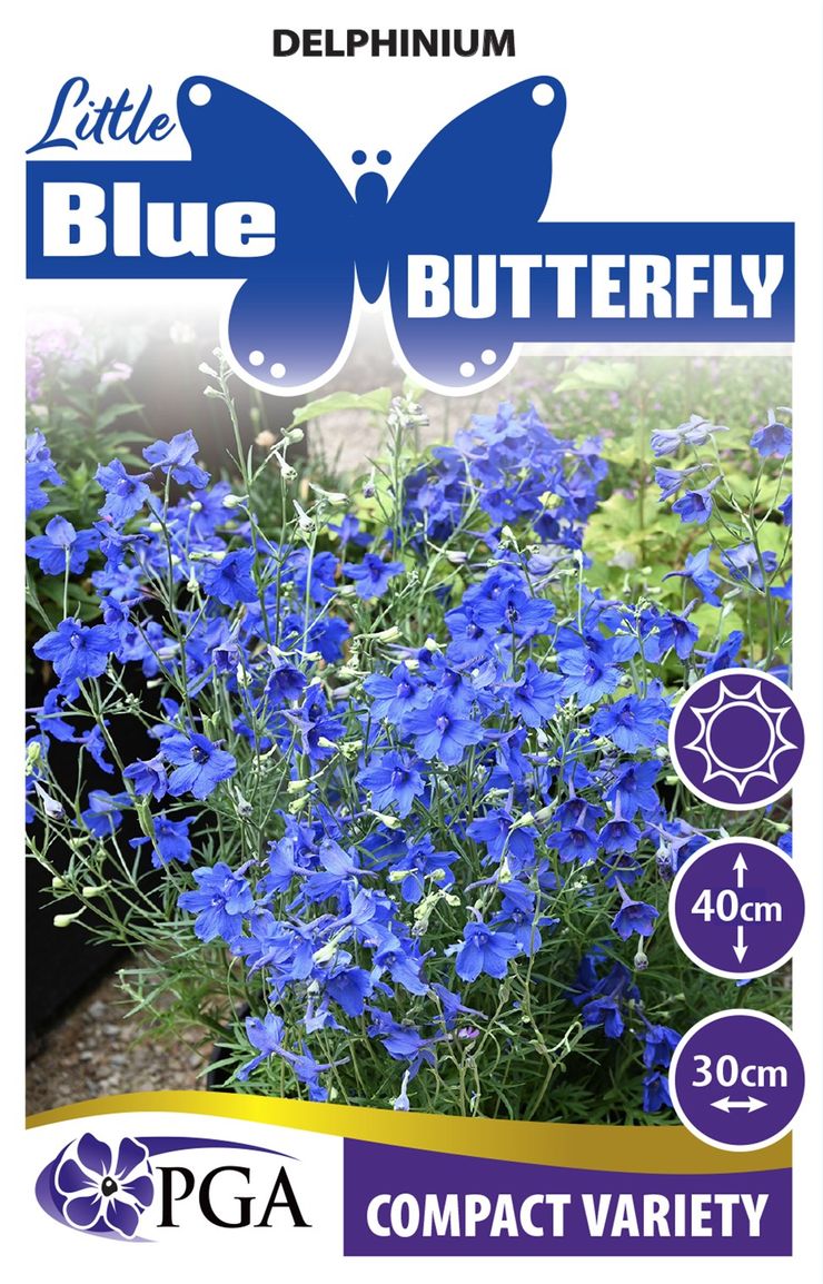 Delphinium ‘Little Blue Butterfly’