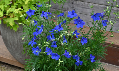 Delphinium ‘Little Blue Butterfly’