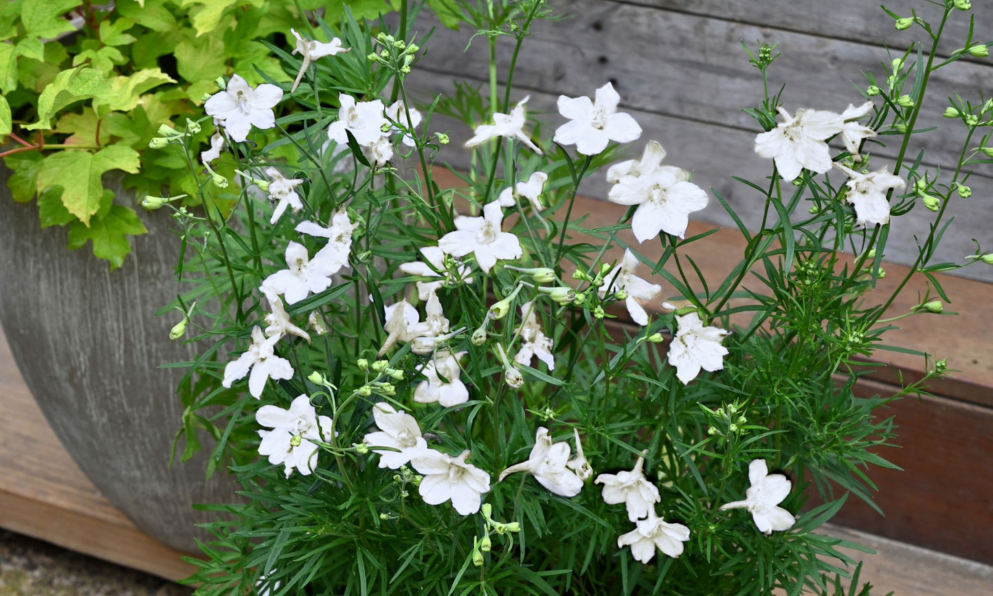 Delphinium ‘Little White Butterfly’