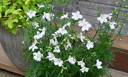 Delphinium ‘Little White Butterfly’