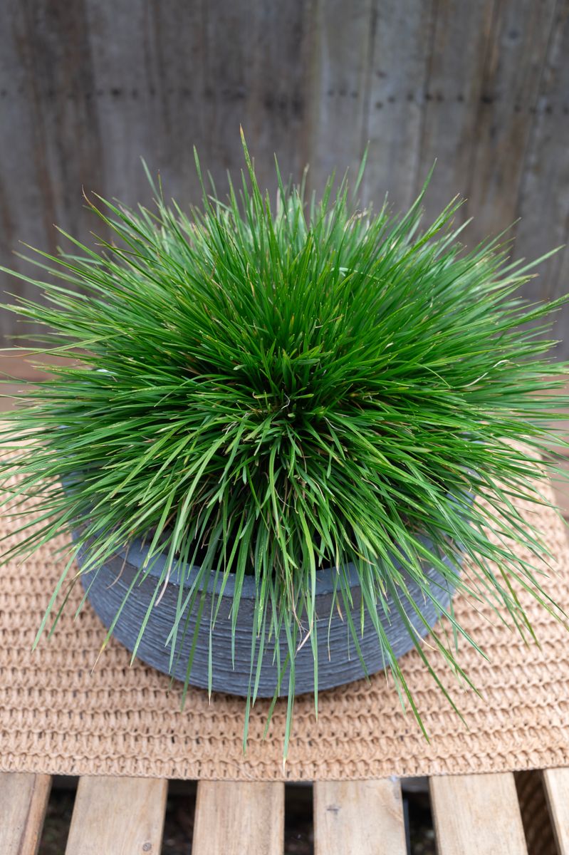 Deschampsia ‘Top Knot Emerald’