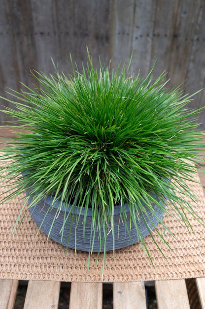 Deschampsia ‘Top Knot Emerald’