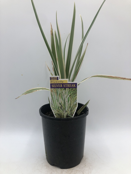 sansevieria silver streak Dianella Silver Streak – The Plant Broker