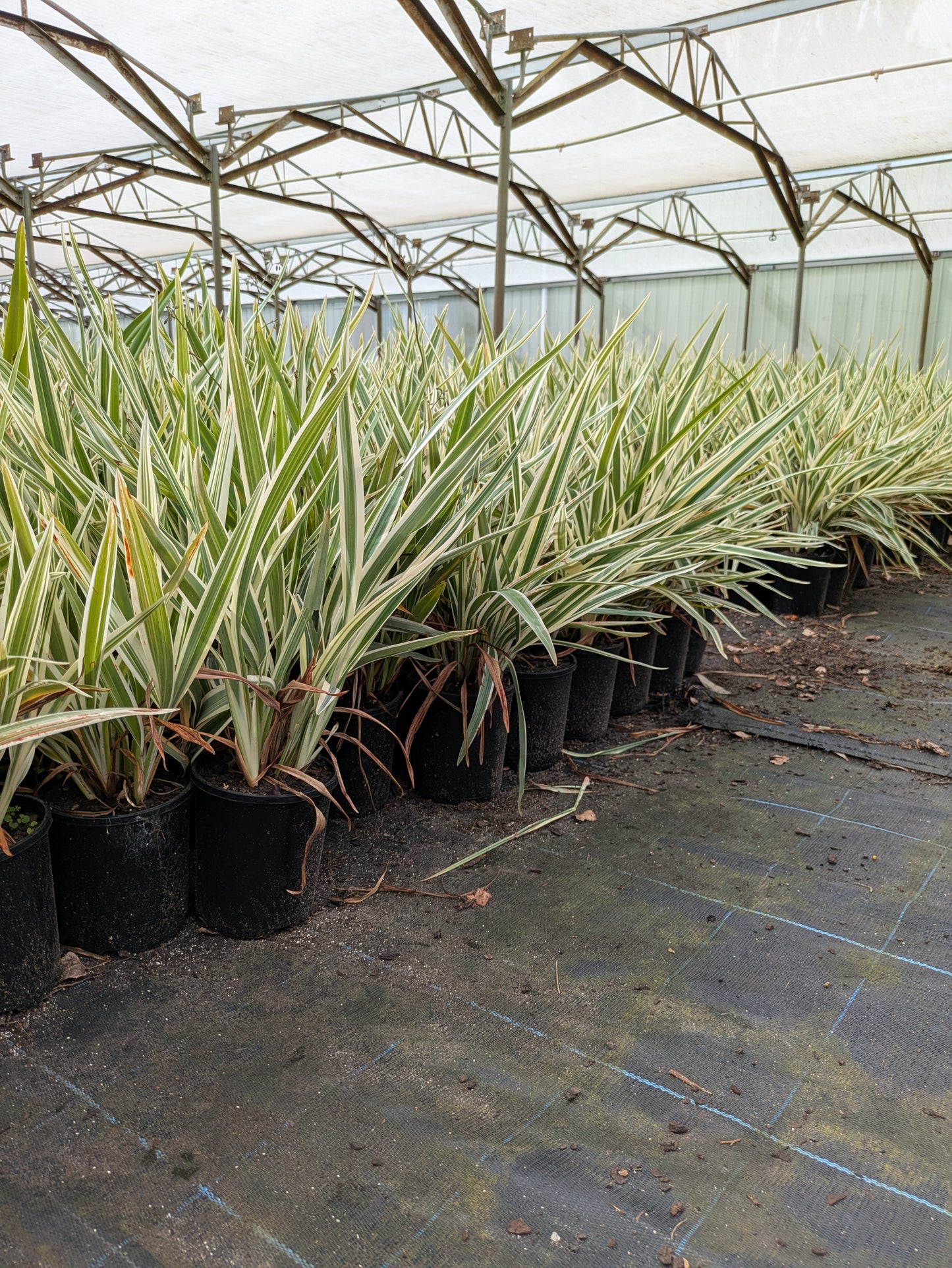 Dianella Silver Streak