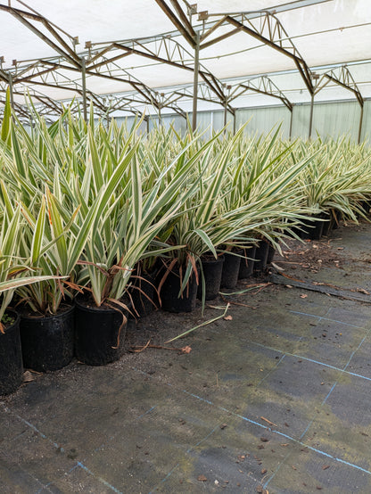 Dianella Silver Streak