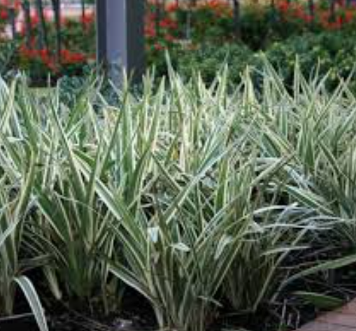 Dianella Silver Streak