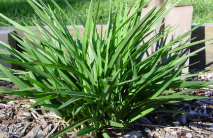 Dianella Streetscapeā¢