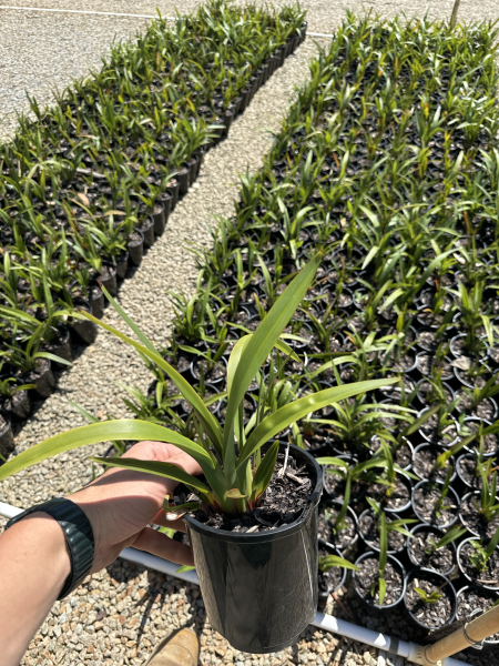Dianella tasmanica