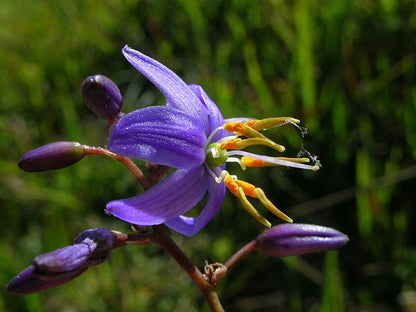 Dianella caerulea