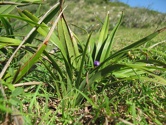 Dianella caerulea