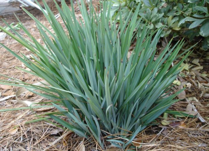 Dianella revoluta (DR5000)  LITTLE REV™