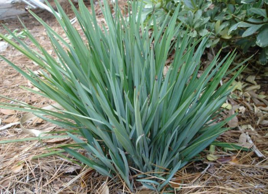 Dianella revoluta (DR5000)  LITTLE REV™