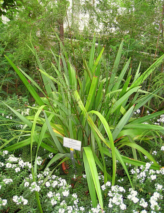 Dianella tasmanica