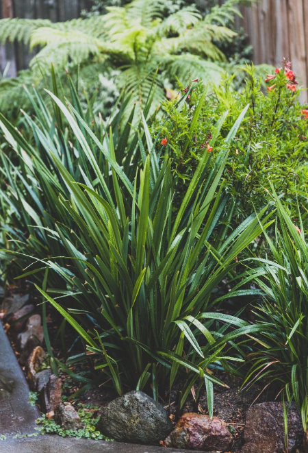 Dianella tasmanica Cherry Red