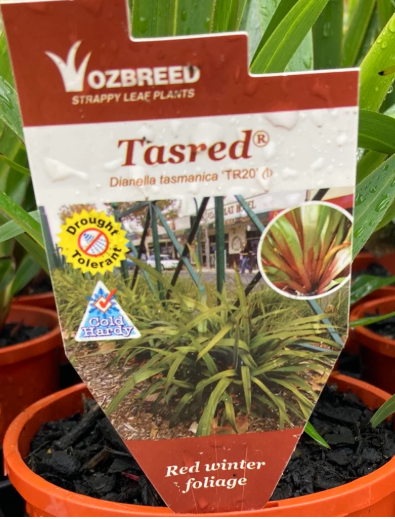 Dianella tasmanica (TR20)  TASRED®