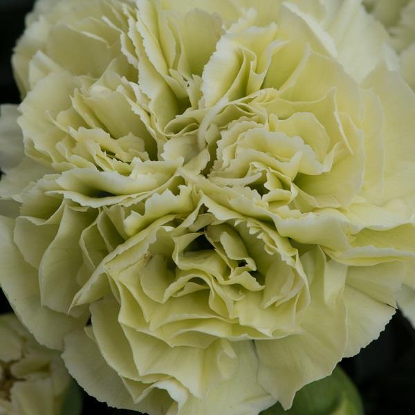 Dianthus Flow Apella Beach