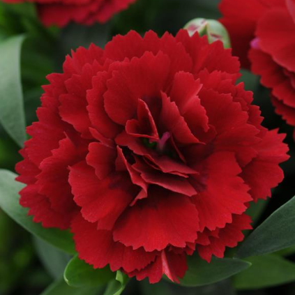 Dianthus Oscar Dark Red