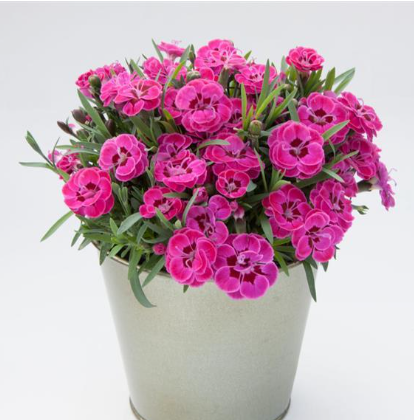 Dianthus Oscar Purple Weddings