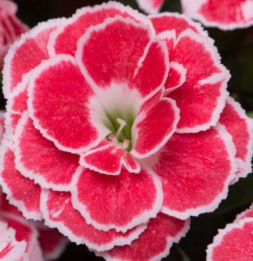 Dianthus Oscar Red and White