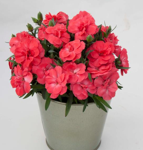 Dianthus Oscar Salmon