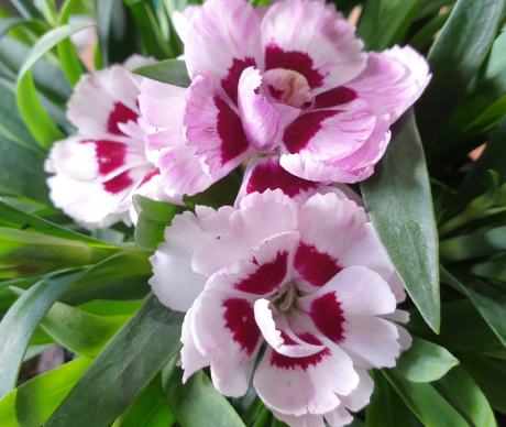 Dianthus Oscar Strawberry