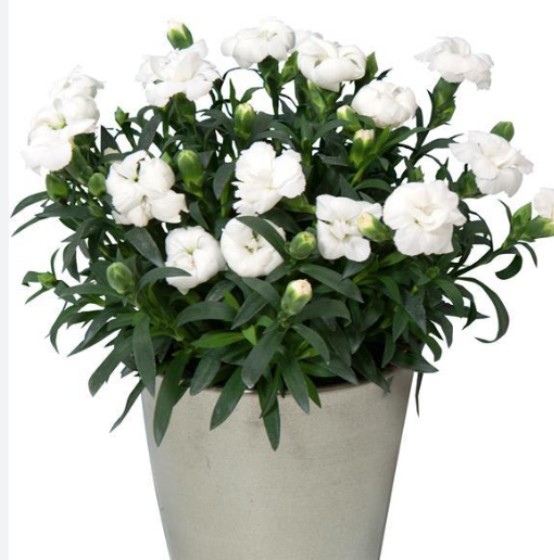 Dianthus Oscar White