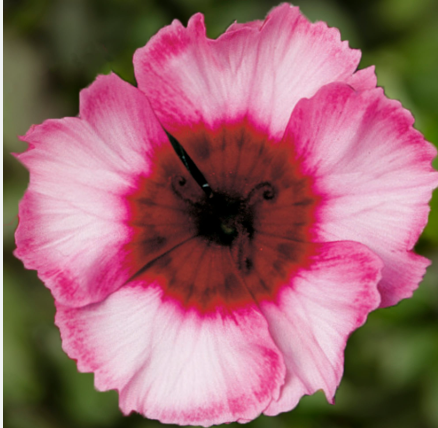 Dianthus Parfait Raspberry