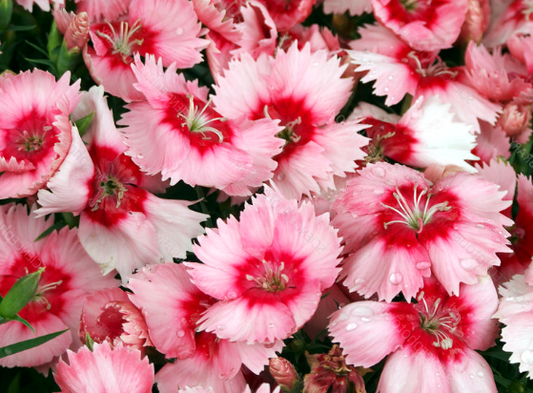 Dianthus Strawberry Parfait