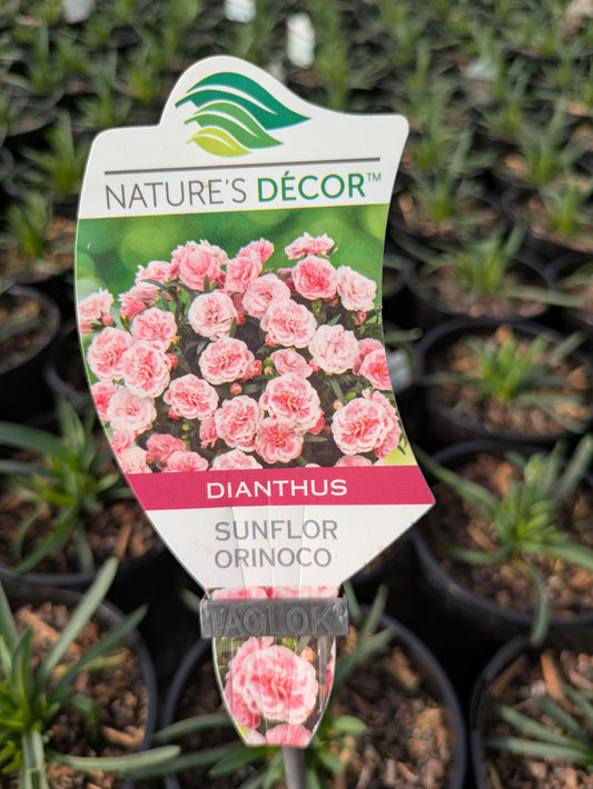Dianthus Sunflor Orinoco