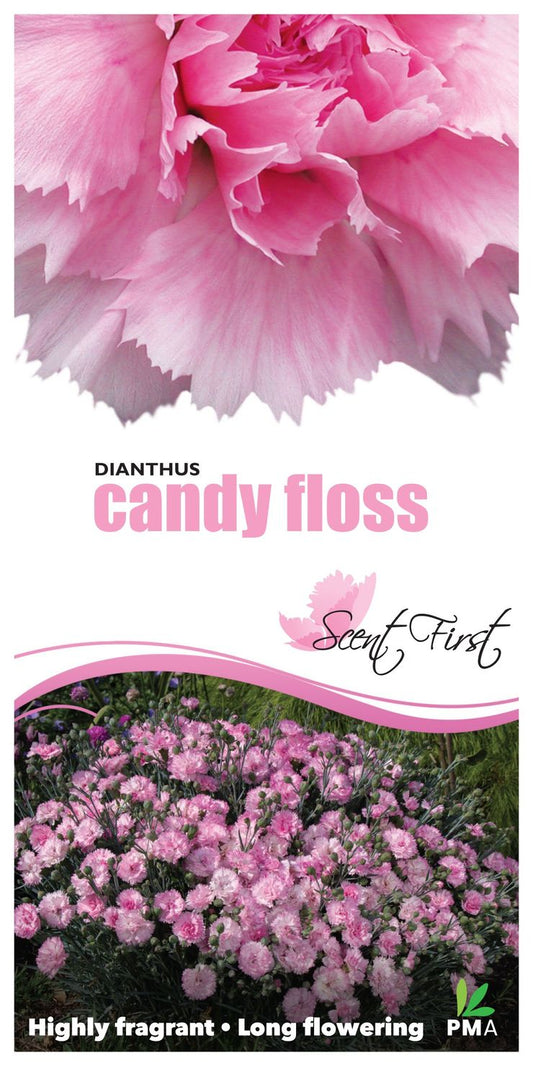 Dianthus ‘Candy Floss’