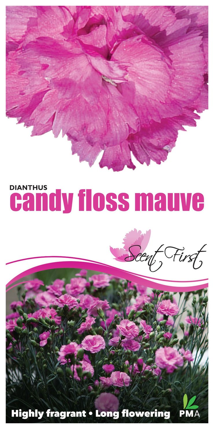 Dianthus ‘Candy Floss Mauve’