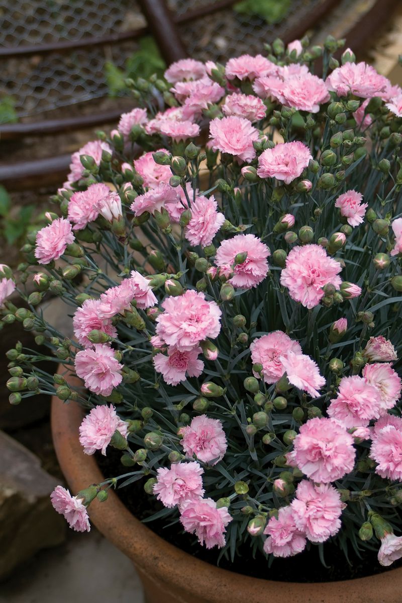 the plant broker
