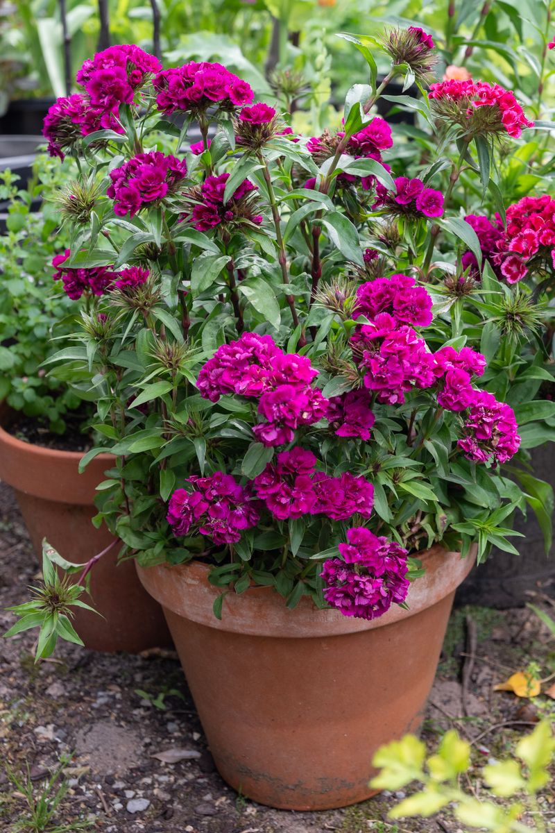 Dianthus ‘Double Crown Magenta’