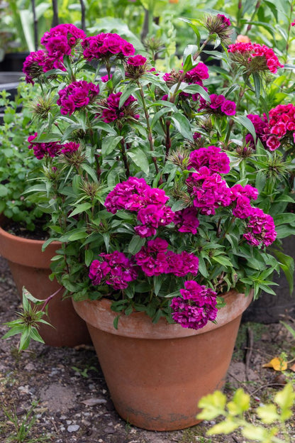 Dianthus ‘Double Crown Magenta’