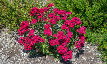Dianthus ‘Double Crown’