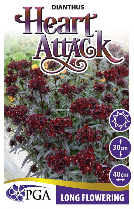 Dianthus ‘Heart Attack’