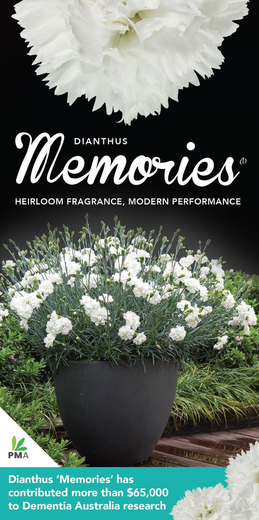 Dianthus ‘Memories’