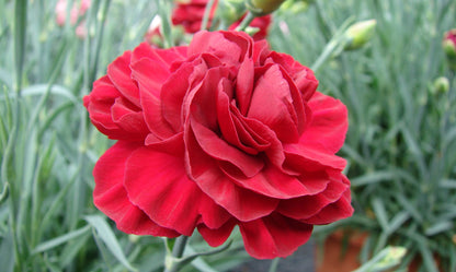 Dianthus ‘Passion’