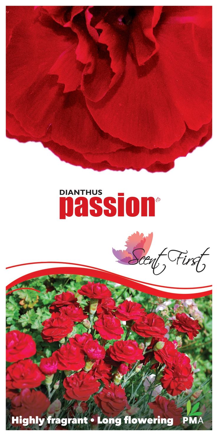 Dianthus ‘Passion’
