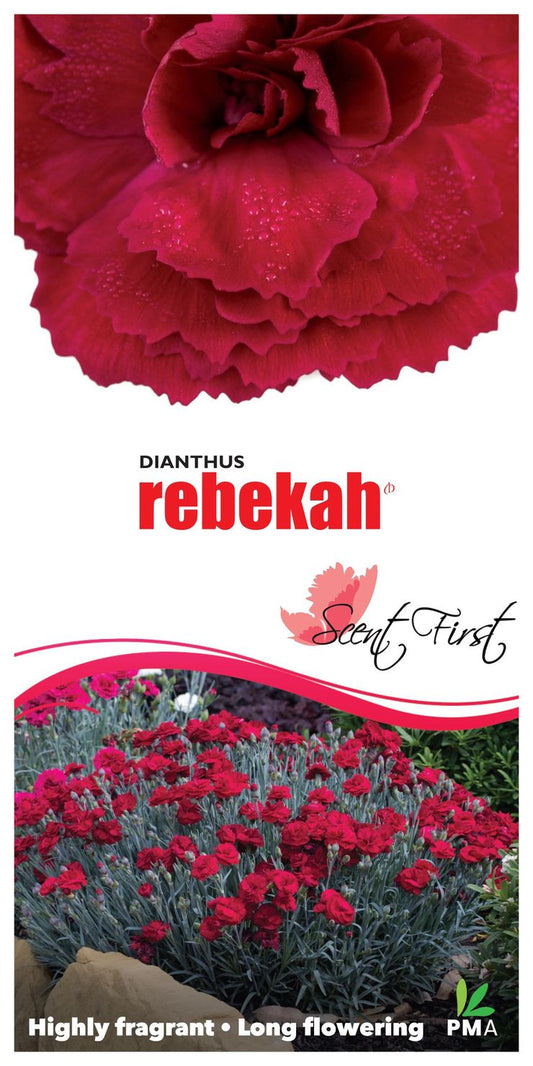Dianthus ‘Rebekah’