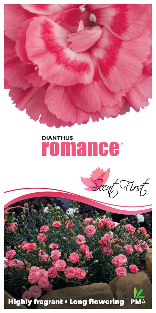 Dianthus ‘Romance’