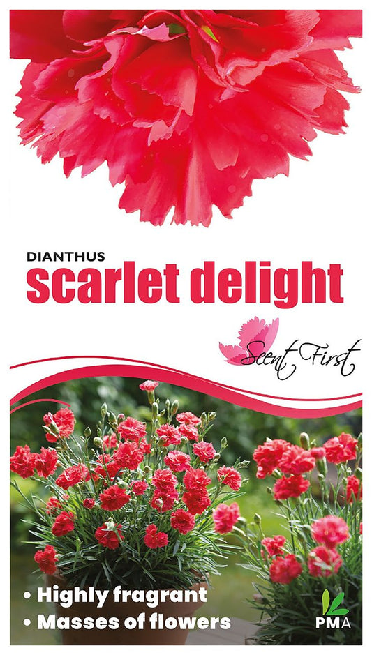 Dianthus ‘Scarlet Delight’