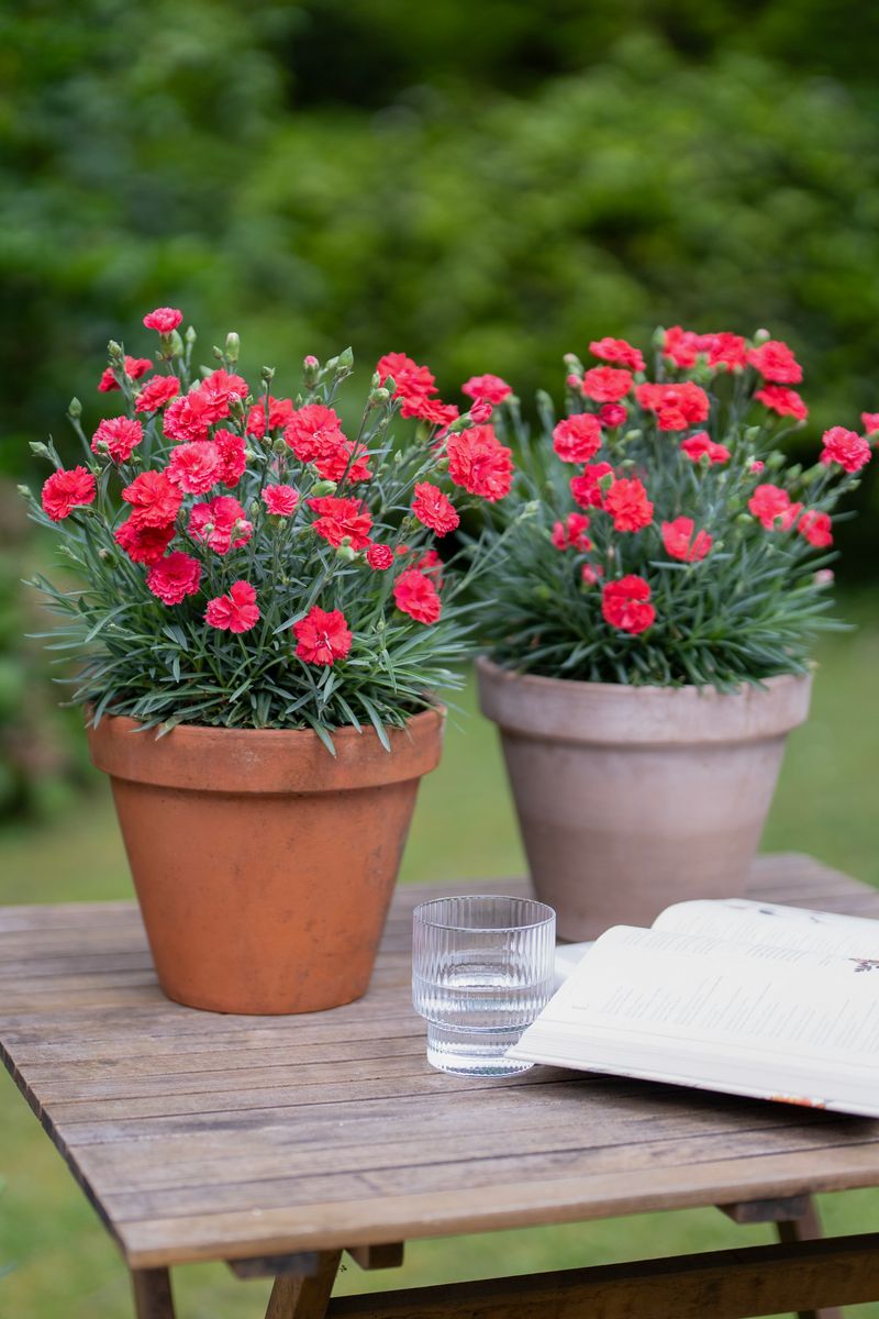 Dianthus ‘Scarlet Delight’