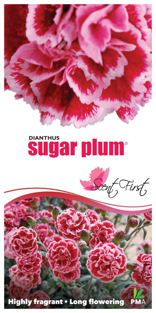 Dianthus ‘Sugar Plum’