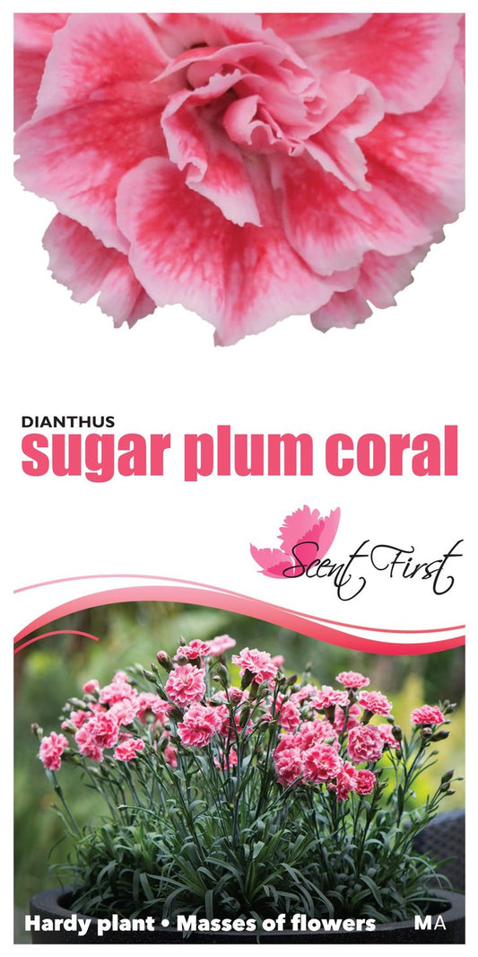 Dianthus ‘Sugar Plum Coral’